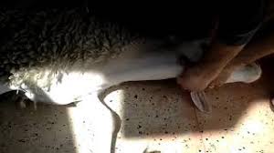 الطريقه الصحيحه لذبح الخروف Youtube