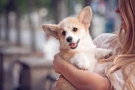 Some corgi can cost more than $2,000. Corgi Sturdy Smart Loyal Dogs That Make Great Companions