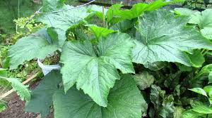 Download tomato cage images and photos. Trg 2012 Tending Zucchini Tomato Cage Growing And Squash Bug Eggs Youtube