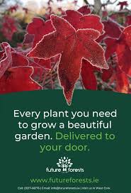 Image result for Thunbergianthus ruwenzoriensis