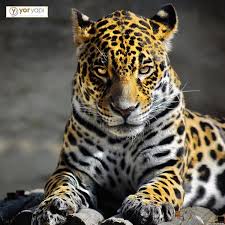 Jaguarlar Yagmur Ormanlarinda Bazen Kendi Istekleri Ile Halusinasyon Gordurucu Uyusturucu Etkisine Sahip Bitkileri Tuketirler Jaguar Hayvan Yagmur Ormanlari
