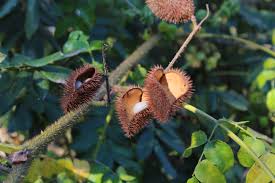 Image result for Guilandina bonduc