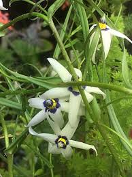 Image result for Walleria mackenziei