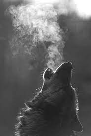 Florida It Gets Real Ya Heard Me Animals Beautiful Animals Wild Animal Photography