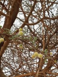 Image result for Acacia tortilis