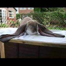 Pin By Natalie Hopkins On Animals Giant Rabbit Cute Bunny Bunny Pictures