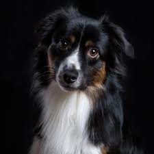 It is relaxed, loyal, and devoted, bonding closely with family, even to the point of developing separation anxiety. Miniature American Shepherd Wisdom Panel German
