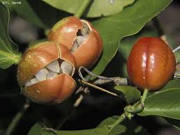 Image result for Adenia stolzii