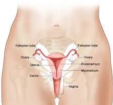 Image result for cervix position