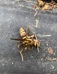 Kirk termite & pest control. Kirk Termite Pest Control Posts Facebook