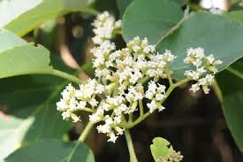 Image result for Cordia sp.A.