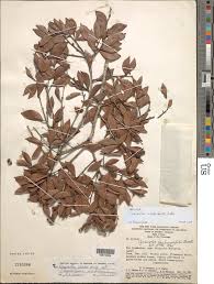 Image result for Cynometra alexandri