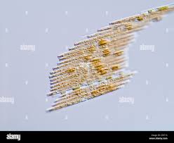 Image result for Entada bacillaris