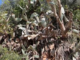 Cochineal bugs are safe while they siphon nourishment from cactus pads under white protective scale. Mexican Beetle Kkl Jnf Keren Kayemeth Leisrael Jewish National Fund