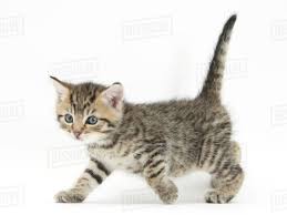 651 x 1080 jpeg 77 кб. Cute Tabby Kitten Stanley Aged 6 Weeks Walking Stock Photo Dissolve