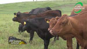 Pentru a afla mai mult despre avantajele creșterii acestei rase originare din scoția citiți aici. Pentru Rasa Angus CreÈ™terea Animalelor De PrÄƒsilÄƒ Profit Garantat Youtube