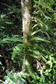 Image result for Vandenboschia gigantea