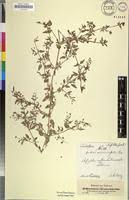 Image result for Boerhavia repens