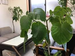 観葉植物が枯れる原因の１位は ちょうどよい水やりの目安は お庭の専門店ニワナショナル 東京 埼玉