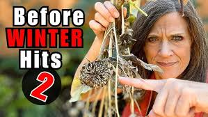 Grow Your Biggest, Best, Peppers in a 5 Gallon Container