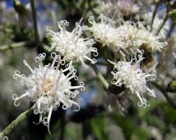 Image result for Vernonanthura polyanthes