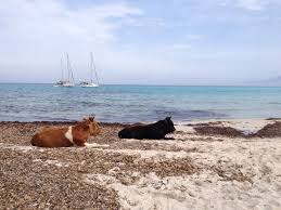Vaches A La Plage Insolite La Corse Desert Des Agriates Plage Du Ludo Corse Insolite Plage
