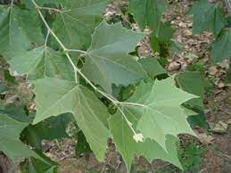 Platanus occidentalis, also known as american sycamore, american planetree, occidental platanus occidentalis. Platanus Occidentalis American Sycamore Native Plants Of North America