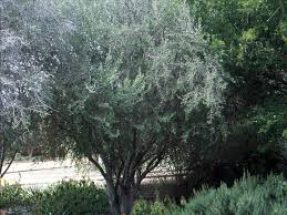 Image result for Diospyros batocana