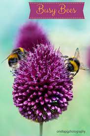 Bees On Allium Sphaerocephalon Allium Drumstick Also Known As Sphaerocephalon Produces Two Toned Burgundy Green F Bee Allium Sphaerocephalon Photo Editing