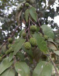 Image result for Guazuma