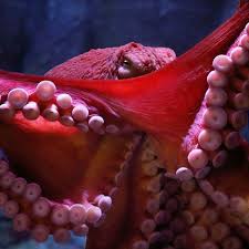 Monterey Bay Aquarium On Instagram Quick Reminder Valentine S Day Is This Week And Octopuses Have Three Giant Pacific Octopus Monterey Bay Aquarium Octopus