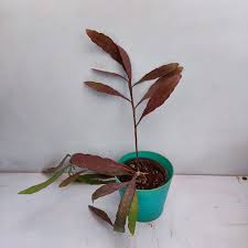 Image result for Euphorbia ramulosa