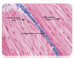 Jaringan ini terdapat dua macam yaitu miofilamen homogeny (terdapat pada otot polos) dan miofilamen heterogen (terdapat pada otot jantung/otot jaringan otot jantung adalah jaringan yang bersifat involunter hanya berada di jantung. Struktur Otot Pengertian Fungsi Lurik Jantung Polos Gambar