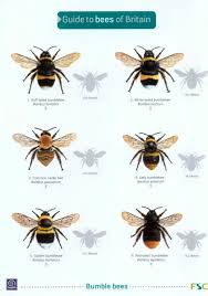 Join The Tower Hamlets Bee Survey