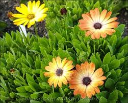 Image result for paprskovka obrázek