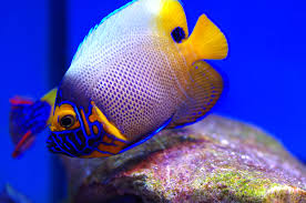 Whether your puppy needs a new kennel; Aquatic Design Centre