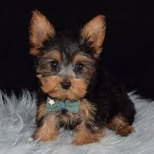 Find yorkshire terrier puppies and breeders in your area and helpful yorkshire terrier information. Yorkie Puppies For Sale In Pa Yorkie Puppy Adoptions Yorkshire Terrier And Yorkshire Ter Yorkie Puppy Yorkshire Terrier Puppy Yorkie Yorkshire Terrier For Sale