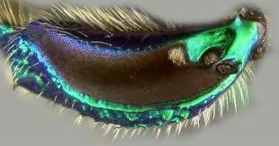 Image result for Isoglossa membranacea