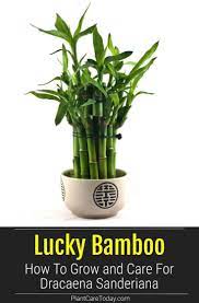 Lucky Bamboo How To Grow And Care For Dracaena Sanderiana Lucky Bamboo Dracaena Sanderiana Lucky Bamboo Plants