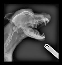 Cool Dog Skull Xray Dog Skull Canine Skull X Ray