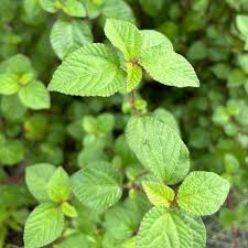 Image result for Corchorus velutinus