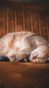 خلفيات قطط كيوت للموبايل صور بسس hd in 2021 cat wallpaper cats animals