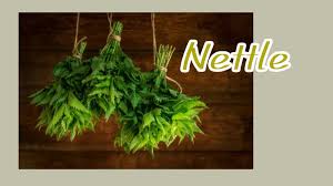 マニアックなスパンキング道具】イラクサ、毒タイプのお仕置きアイテム | スパンキング白書