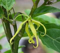 Image result for Cananga