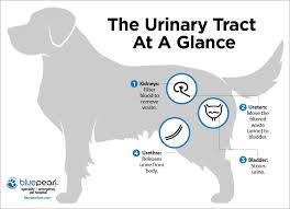 I think people are taking better and better care of their animals and pets are living longer and longer, so we're seeing more animals live to an age. Bladder Cancer In Dogs Bluepearl Pet Hospital