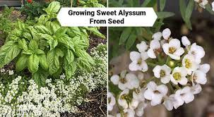 Sweet alyssum is a delicate carpet of tiny flowers with a subtle, sweet scent. Growing Sweet Alyssum From Seed Indoors Or In Your Garden