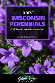 The following new perennial flowers are available online and in some plant catalogs and will show up in local garden centers beginning in april. 10 Best Wisconsin Perennials Garden Lovers Club Best Perennials Best Plants For Shade Perennials