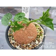 Image result for Coccinia mildbraedii