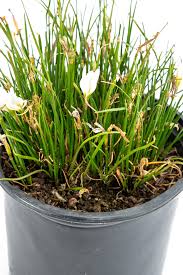Image result for Zephyranthes candida
