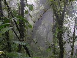 Water is of critical importance in the struggle for survival when you're alone in the forest. Trees In Cloud Forests Drink Through Leaves The Mary Sue